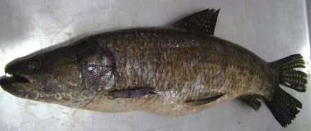 Traíra ( Hoplias malabaricus )